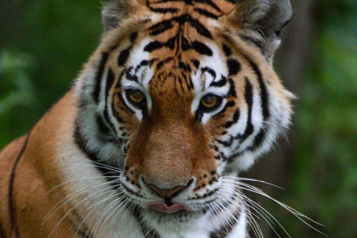 Мишустин утвердил список животных, запрещенных для домашнего содержания