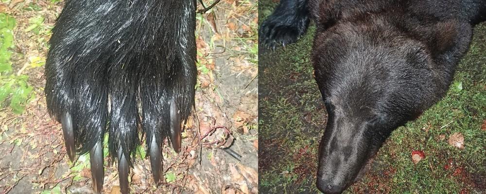 Под Новосибирском застрелили медведя, разгромившего пасеку на территории частного дома