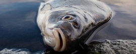 Минприроды Чувашии проводит проверку по факту гибели рыбы в двух районах республики