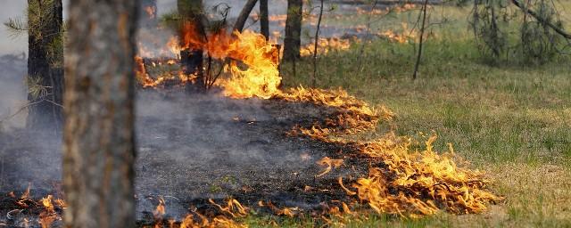 Спасатели продолжат тушить пожар в зоне отчуждения ЧАЭС