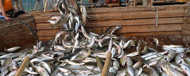 Провал лососевой путины на Колыме: добыто меньше 40% от плана