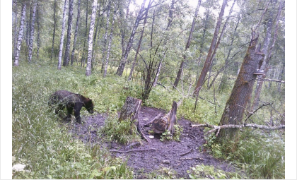 Вышедший из леса молодой медведь напугал жителей Искитимского района