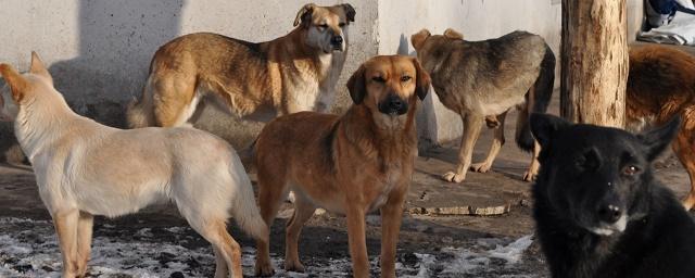 В Самарской области в школьном дворе стая собак напала на мальчика