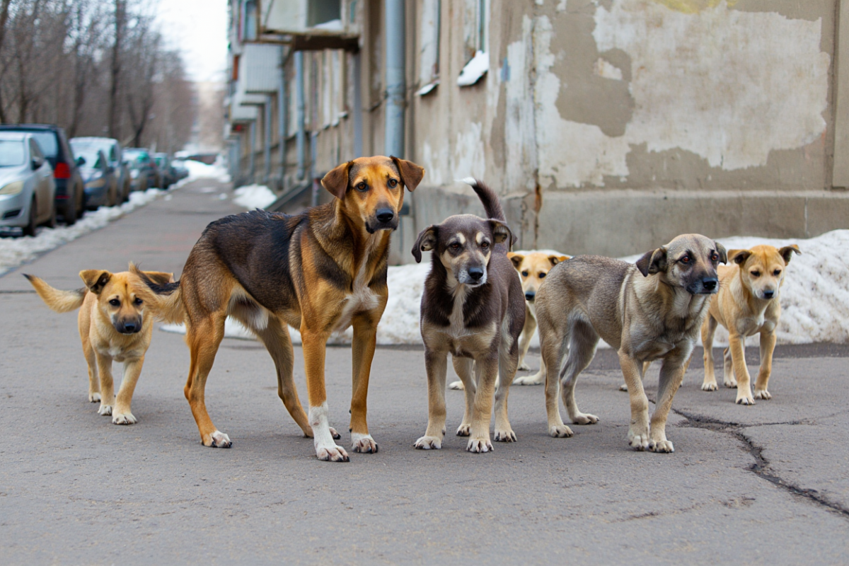 Закон об ответственности за выброшенных питомцев одобрен в Приангарье
