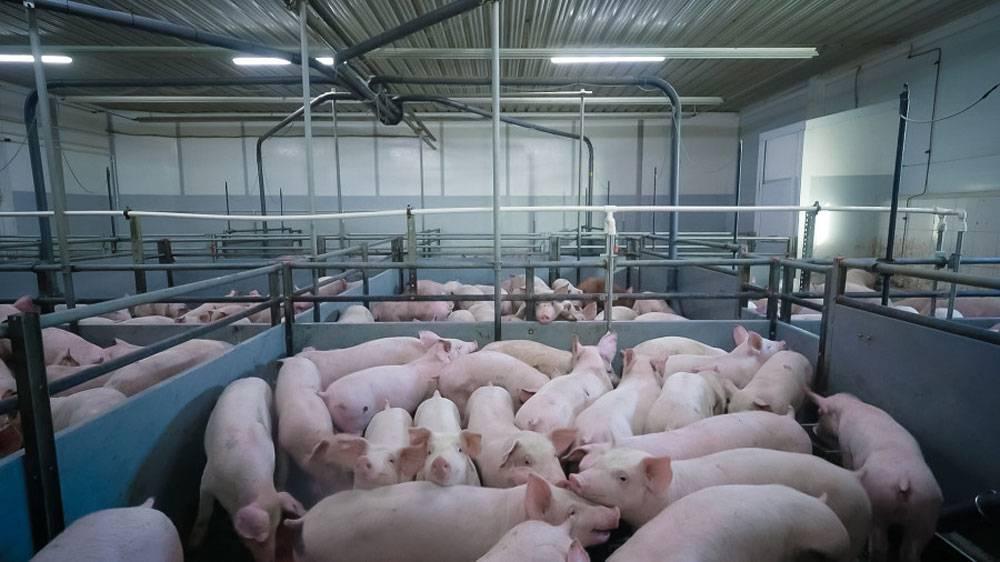 Поголовье свиней на Кубани за год сократилось на 16%