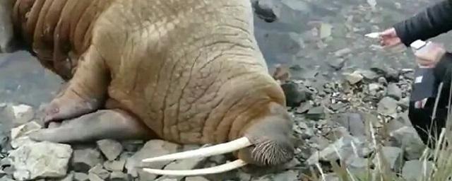 Жители поселка Провидения спасли моржиху от косаток