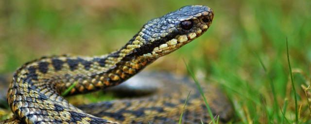 В Кузбассе ядовитая змея напала на двухлетнего ребенка