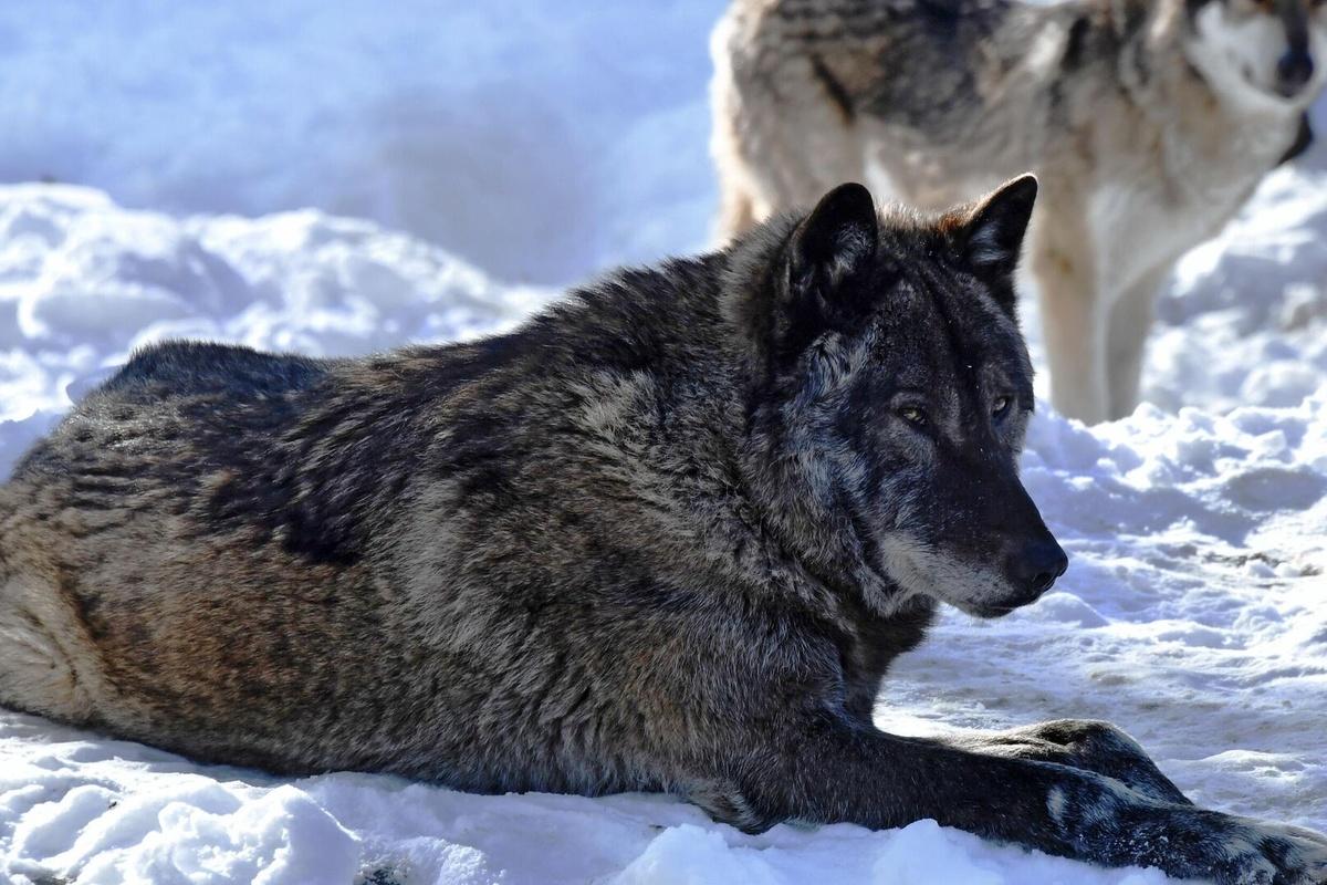 Сезон охоты на волков в Орловской области продлится с 1 августа по 31 марта 2025 года