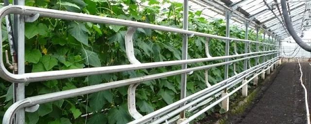 В Псковском районе начался сбор ранних огурцов