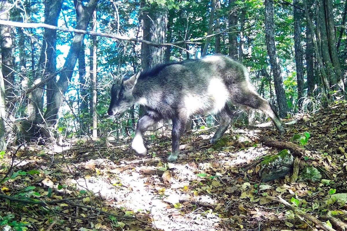 Краснокнижный амурский горал зафиксирован фотоловушкой в Уссурийском заповеднике