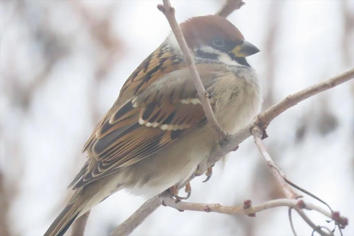 В Новосибирской области заметили китайских воробьев
