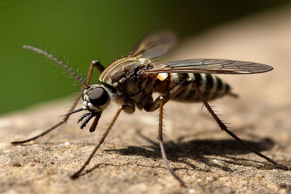 Ученые предложили использовать слюну комаров для лечения вирусных инфекций