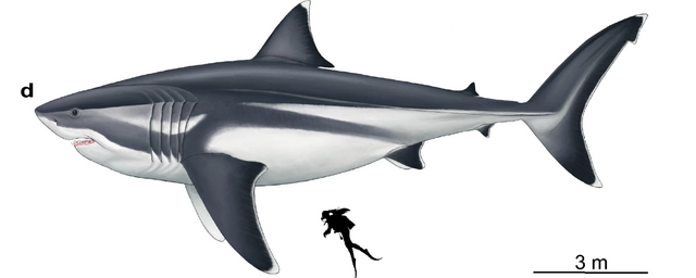 Древний мегалодон, судя по всему, не был похож на современную белую акулу