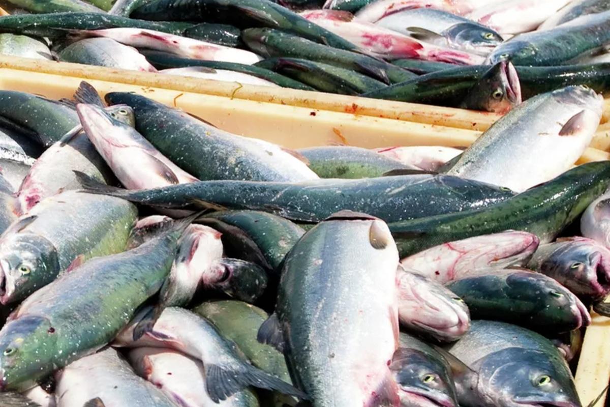 Роспотребнадзор изъял из оборота 6 партий рыбной продукции в Новосибирской области