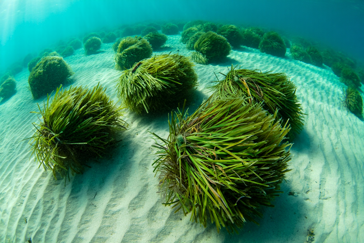 Испанские исследователи объяснили происхождение «шаров Нептуна»