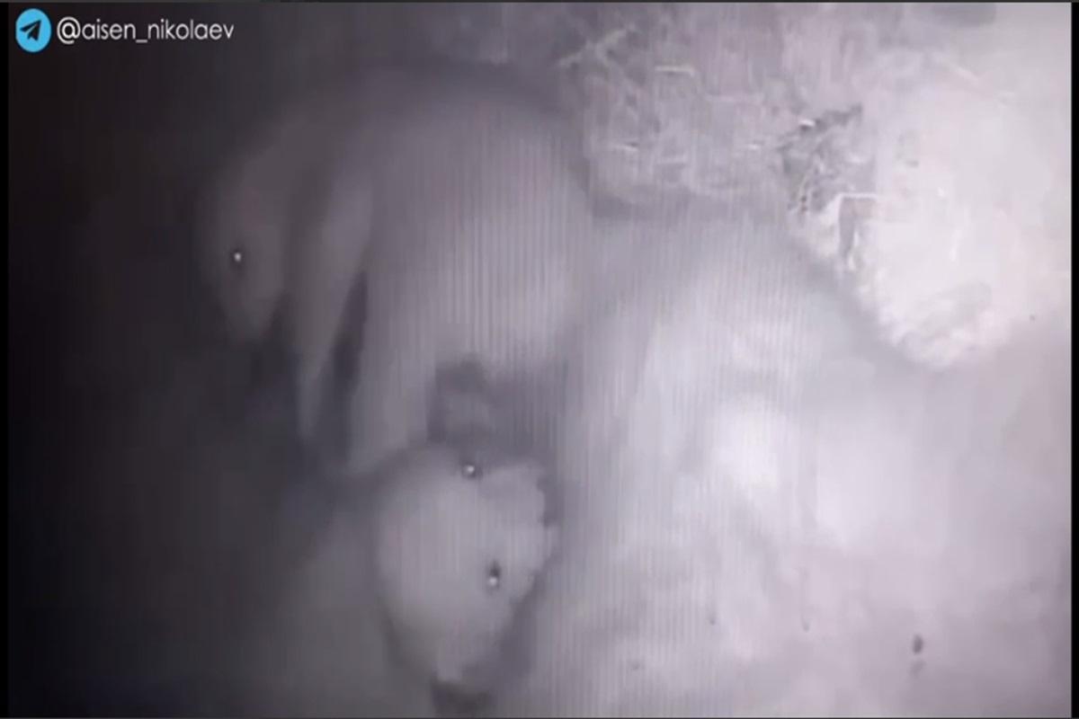 Белая медведица из якутского зоопарка «Орто Дойду» впервые родила двойню
