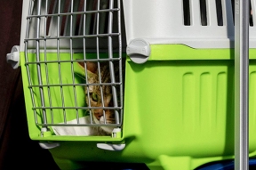 Умершую в самолете кошку держали в переноске по просьбам других пассажиров