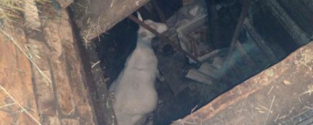 В Ульяновске коза провалилась в колодец