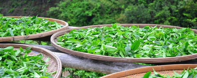 В Адыгее рост урожая чая составит 25%