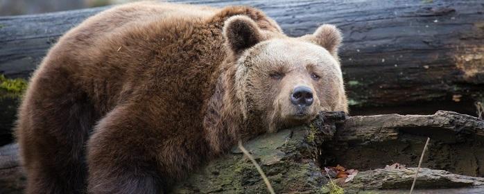 В Новосибирской области в районе Чумаковского сельсовета замечен медведь