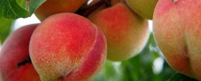 Персики, нектарин и голубику начали выращивать в Кабардино-Балкарии