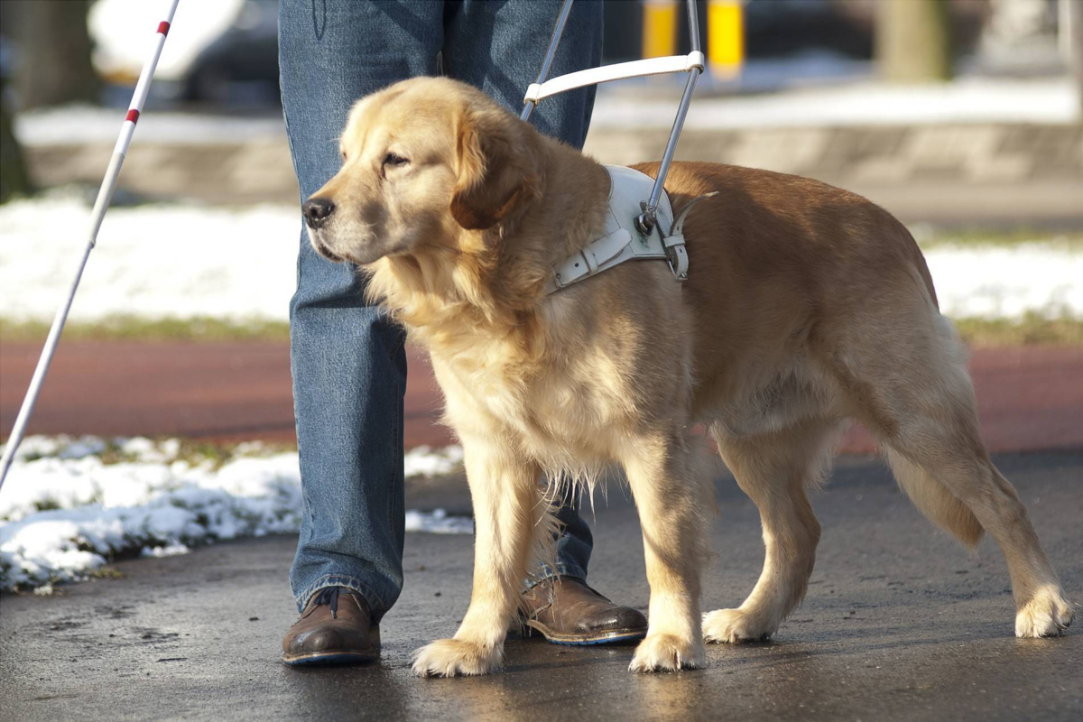 В Красноярске незрячего мужчину не пустили в кафе из-за собаки-поводыря