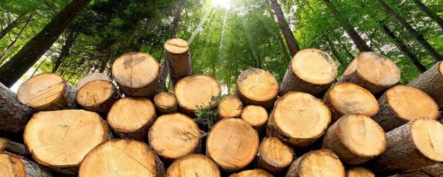 Литва испытывает дефицит древесины из-за санкций против России и Белоруссии