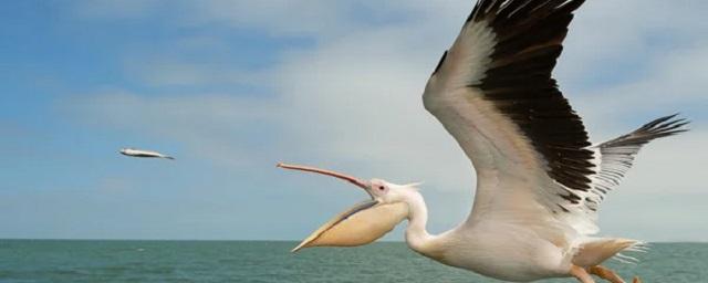 Биологи предположили, для чего птицам нужно яркое оперение под крыльями