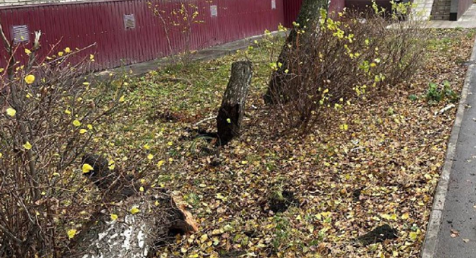 В Липецке местного жителя убило сухое дерево