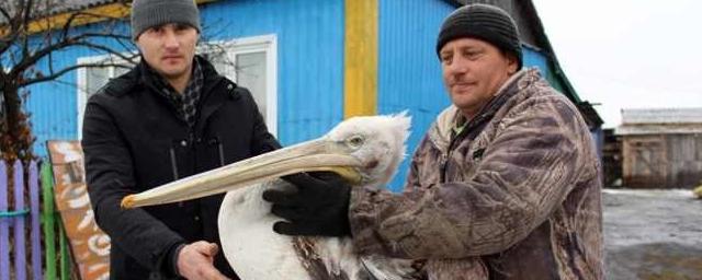 В Новосибирской области из-за пеликана без света осталось село Херсонка