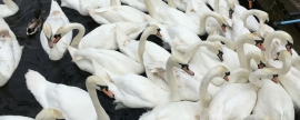 Twenty-six royal swans put to sleep in England because of bird flu