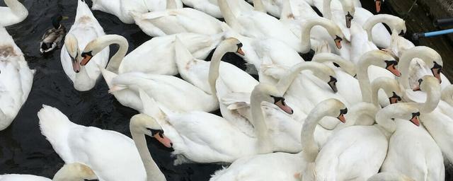 Из-за птичьего гриппа в Англии усыпили 26 королевских лебедей