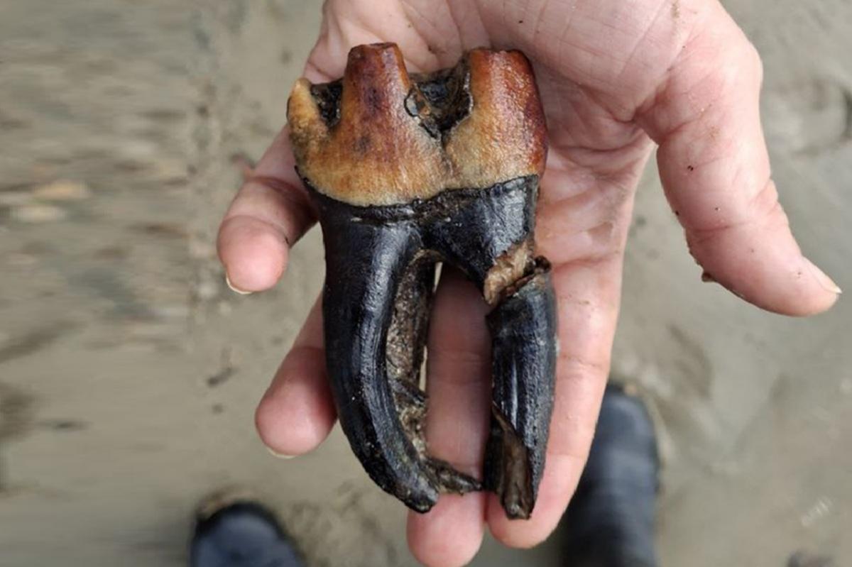 Удивительная находка на берегу Оби: палеонтологи обнаружили огромный зуб шерстистого носорога