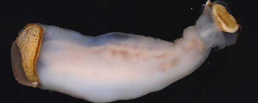 На Филиппинах ученые обнаружили моллюсков, поедающих известняк