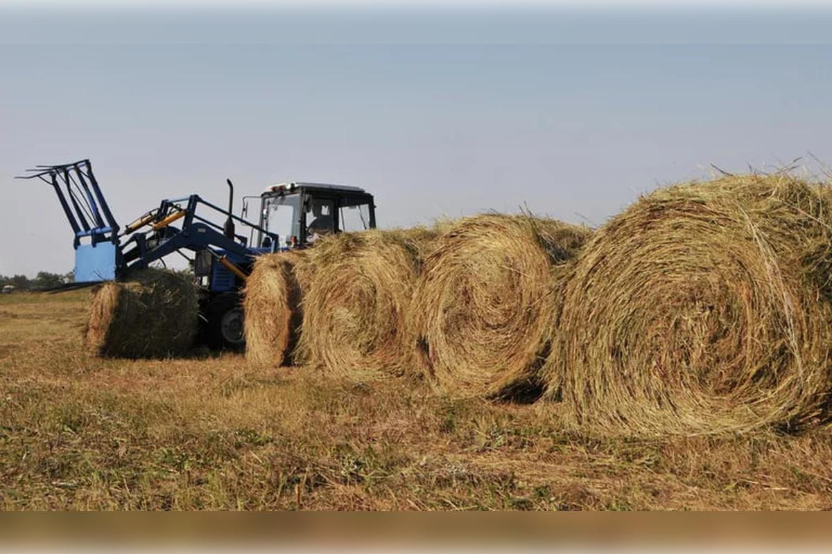 Сельхозпредприятия Саратовской области начали заготовку кормов для скота