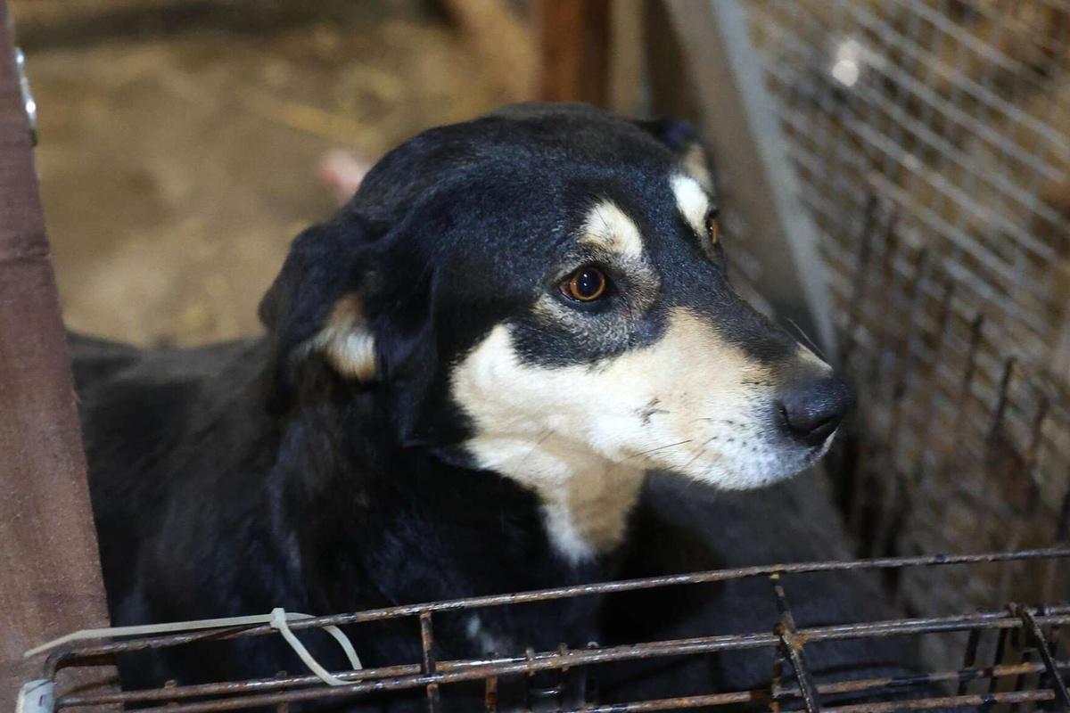 Суд пересмотрел закон об усыплении собак в Мурманской области