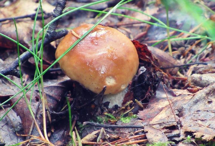 Первые белые грибы собирают жители Ленобласти