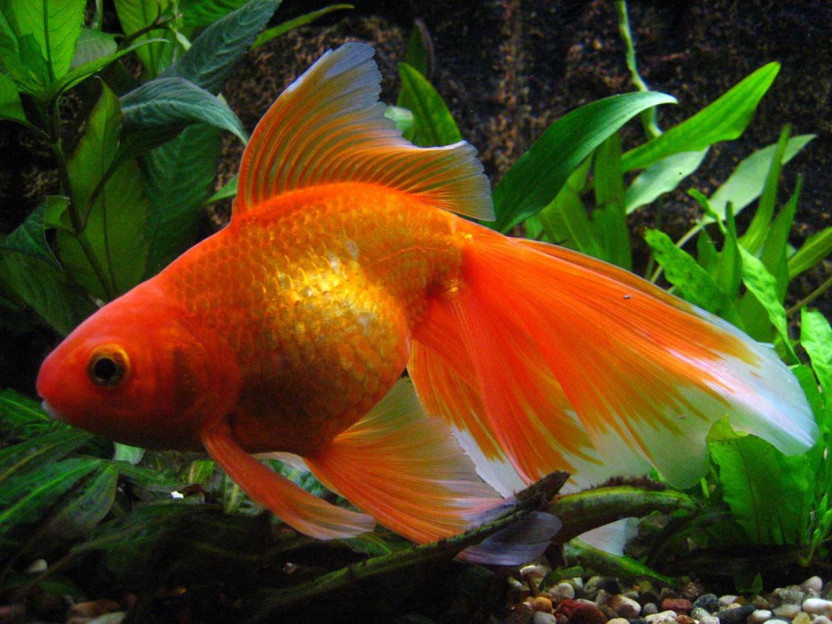 Биологи из Оксфордского университета установили, что у золотых рыбок отличная память на расстоянии