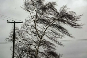 В Липецкой области подсчитывают ущерб от сильного ветра