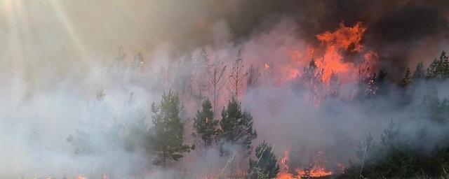 Пожары в курганской области фото