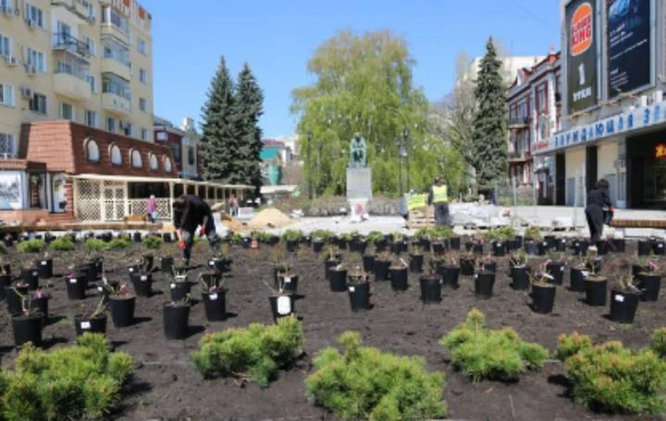 В центре Воронежа возле памятника Никитину высадят 300 роз