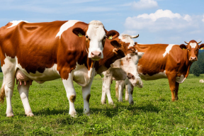 Жители Марий Эл сокращают поголовье домашних животных и птицы