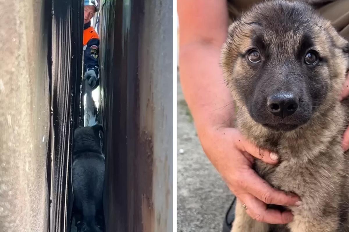 Щенка, застрявшего между гаражами, спасли в столице ЕАО