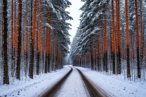 Минприроды решило проложить в российских лесах дороги с дорожными знаками и полосами отвода