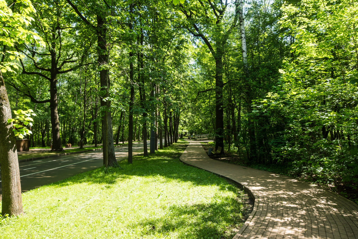 В Щелкове в районе улицы Неделина появится лесопарковая зона