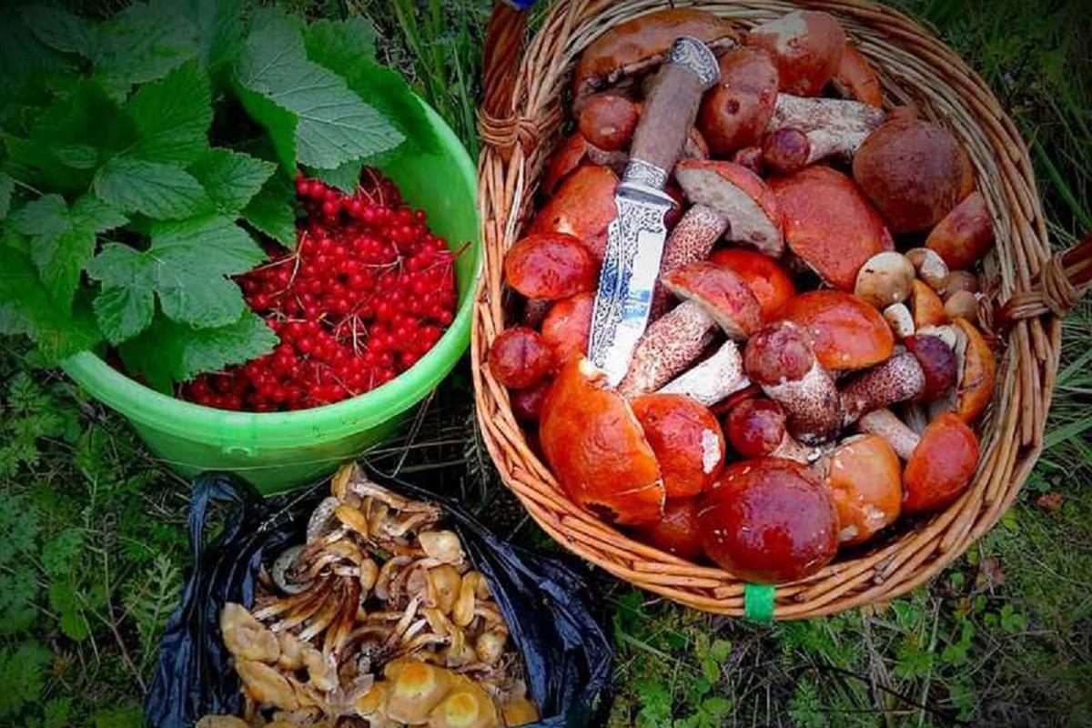 В одном из районов Челябинской области власти временно запретили сбор ягод, грибов и даже пчеловодство