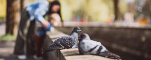 Nature Communications: исследования показали быструю эволюцию птичьего гриппа