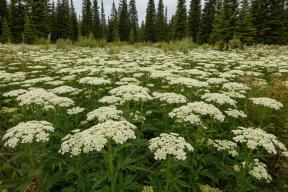 Россиян предупредили об ответственности за борщевик Сосновского