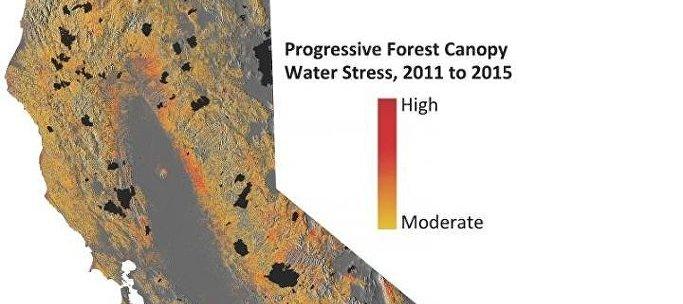 Ученые: Миллионы деревьев в Калифорнии могут превратиться в сухостой