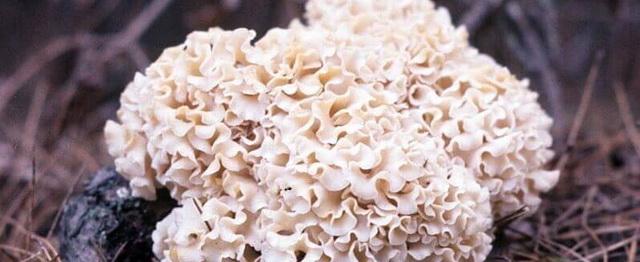 В Красногорске впервые обнаружили редкую «грибную капусту»